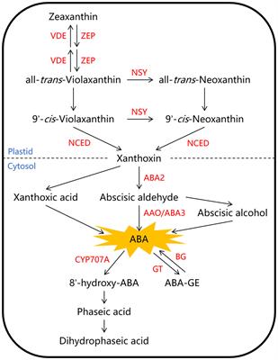 Abscisic acid biosynthesis, metabolism and signaling in ripening fruit